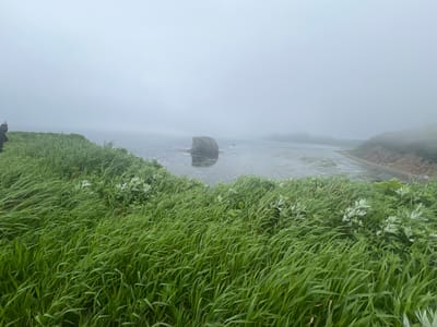 The image depicts a foggy coastal scene in Tikhoe, Russia. In the foreground, tall, green grass is swaying in the wind, obscuring much of the lower portion of the frame. A person, partially visible on the left edge of the image, is standing on a grassy bluff and appears to be holding a mobile device, possibly taking a photograph or video. Beyond the grass, a body of water is visible, its surface disturbed by ripples. In the middle distance, a large rock stands out of the water. The background is dominated by a thick, white fog that envelops the landscape, obscuring distant features and creating a sense of depth and mystery. A shoreline is visible on the right side of the image, sloping down towards the water.