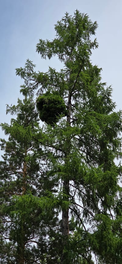 The image shows a tall evergreen tree with a large, dense green growth on one of its branches. The growth is spherical in shape and appears to be a natural occurrence on the tree, possibly a witches' broom. The tree is situated in a natural environment, likely a forest, given the presence of another evergreen tree to the left. The sky is overcast, suggesting a cloudy day. The image does not provide any information about the city of Lensk, Russia. There are no people, animals, or any signs of human activity visible in the image.