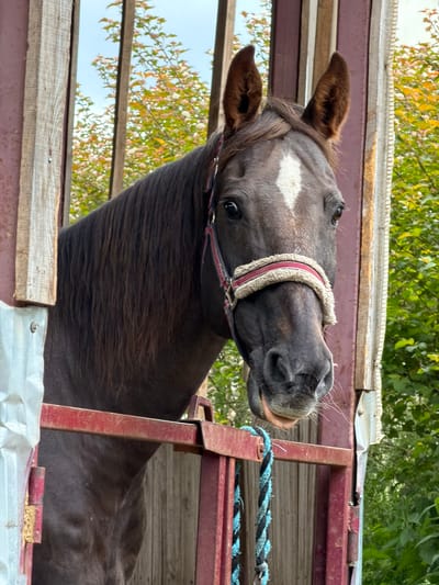 A dark-colored horse with a white blaze on its forehead stands in a trailer. The horse is wearing a red and white halter. The trailer has red metal bars and wooden siding. Outside the trailer, there are green trees and a blue sky. The location is Vaskelovo, Russia.
