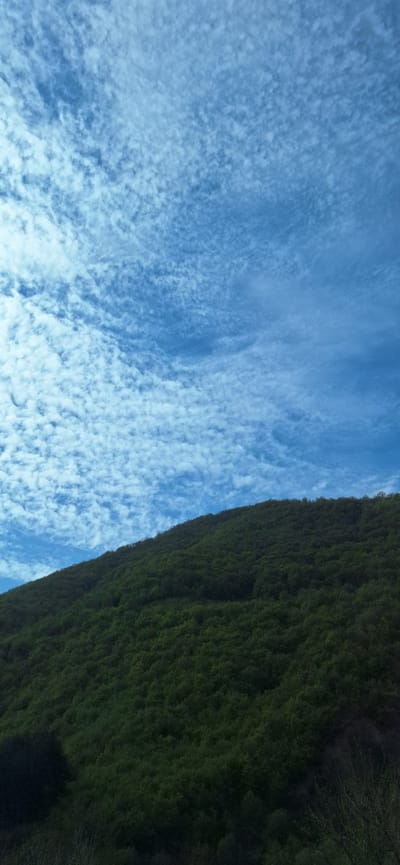 A vertical shot captures a sky filled with altocumulus clouds, juxtaposed against a densely vegetated hillside. The sky is predominantly light blue, almost whitish, due to the cloud cover. On the right side of the frame, the hillside is covered with trees and vegetation, giving it a dark green, almost black, appearance. The photograph is taken at an angle, suggesting that the shot was taken looking upwards. No buildings or people are visible in the frame. The location is likely Poleto, Bulgaria, as requested.