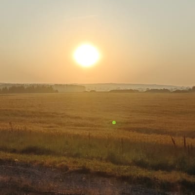 The image depicts a wide, open field bathed in the soft light of a setting or rising sun. The sun, a bright, luminous orb, is positioned high in the hazy sky, casting a warm, golden glow over the landscape. In the distance, a dark line of trees forms the horizon, with rolling hills faintly visible behind them, shrouded in a light mist. The field itself appears to be a harvested crop, with stubble and dry grasses covering the ground in shades of yellow and brown. A few scattered fence posts are visible in the field, suggesting agricultural use. The foreground shows a strip of green grass and darker soil, possibly a roadside or a verge. There is a small, bright green circular lens flare in the middle ground of the field. The overall impression is one of tranquility and natural beauty.