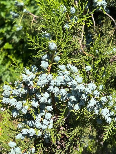 In Fontanka, Ukraine, a close-up shot captures the details of a coniferous tree. The foreground is dominated by clusters of small, bluish-green cones, each with a somewhat spiky appearance, nestled among the vibrant green, scale-like foliage. The leaves are fine and densely packed, forming delicate fronds. Some of the cones are more rounded, while others have more pronounced tips. The lighting suggests a sunny day, with bright highlights on the cones and leaves, and some areas of shadow creating depth. The background is blurred, with soft green hues indicating more of the tree's foliage or surrounding vegetation. The image is a still life, focusing entirely on the natural elements of the tree.