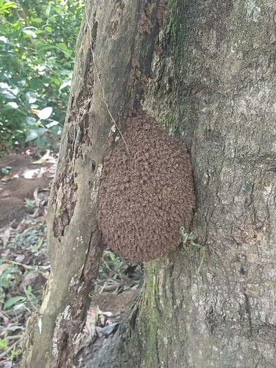 The image displays an outdoor, natural environment located in the city of Cotorra, Colombia. The primary subject is a large, roughly ovoid-shaped insect nest, approximately 30-40 centimeters in length, presenting a granular, dark brown surface texture. This nest is situated on the bark of a substantial tree trunk, which occupies the right half of the frame. The tree bark is mottled grayish-brown with discernible patches of green moss or algae. To the left, another tree trunk or large branch, exhibiting a lighter brown hue and several irregular hollows consistent with decay or insect activity, stands adjacent. A thin, light-colored, linear organic strand, possibly a root or vine, extends vertically between the two tree structures. The background is composed of out-of-focus green foliage, indicating a densely vegetated area. The ground level is partially visible, showing loose soil and scattered organic debris. No human subjects, animals (other than implied insects within the nest), or overt actions are depicted.