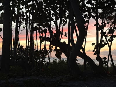 The image depicts a silhouetted view of trees and foliage against a sunset sky and the ocean. The scene is likely a coastal area near Naples, Florida, USA. The foreground is dark, with dense vegetation obscuring the ground. The trees are bare, with numerous branches and leaves silhouetted against the colorful sky. The sky displays a gradient of colors, from pale yellow near the horizon to pink and orange above. The ocean is visible between the trees. There are no people visible in the image.
