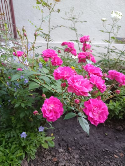 A close-up, vertical shot shows a cluster of bright pink roses in a garden bed. The roses are in various stages of bloom, with some fully open and others in bud. The petals are ruffled and a vibrant magenta hue. Among the roses, small blue bell-shaped flowers are visible, as well as some greenery and darker soil. In the background, a pale, textured wall and a section of a dark red metal fence can be seen. The lighting suggests it is daytime, and the plants appear healthy and well-watered. The overall impression is one of natural beauty and floral abundance.