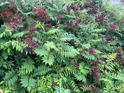 This media file captures a dense cluster of foliage from a plant that appears to be a sumac tree. The leaves are pinnately compound, with numerous serrated leaflets arranged along a central stem. The predominant color of the foliage is a vibrant green, with some leaves showing a lighter, almost yellowish-green hue, possibly indicating younger growth or a different light exposure. Interspersed among the green leaves are clusters of dark reddish-brown seed heads or dried flowers. These clusters are feathery and intricate, adding texture and a contrasting color to the overall scene. The branches are thin and woody, supporting both the leaves and the seed structures. The image suggests an outdoor setting, likely a natural environment given the density and untamed appearance of the plant. The lighting appears diffused, hinting at an overcast day or a shaded area, and the presence of small water droplets on some of the leaves suggests recent rain or dew. There are no visible signs of human presence, objects, or text within the frame. The overall impression is one of lush, verdant growth punctuated by the deep, rich tones of the seed clusters. The location context of Khanty-Mansiysk, Russia, suggests this scene might be observed during the warmer months when vegetation is at its peak.