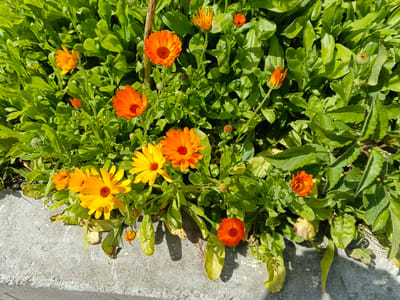 A cluster of vibrant orange and yellow calendula flowers are in bloom, interspersed with lush green foliage, positioned along the edge of a rough, concrete surface. The scene appears to be outdoors, possibly a garden or a roadside planter in the city of Oblomikhino, Russia, given the presence of the concrete border and the general appearance of the vegetation. No people or animals are visible in the image. The lighting suggests it is daytime, with shadows cast by the leaves and flowers onto the concrete.