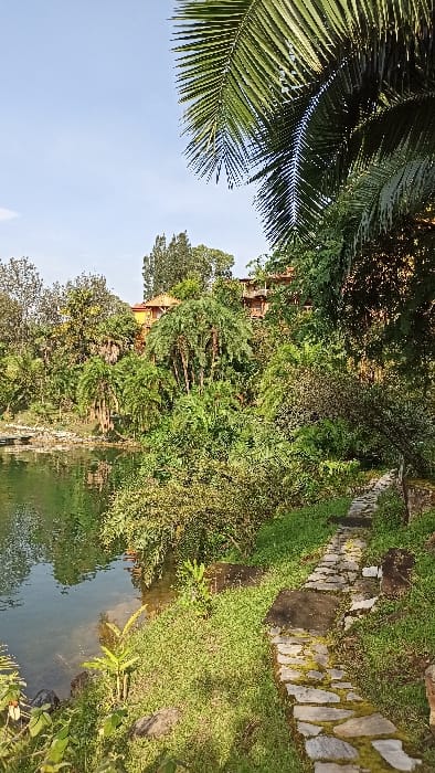 The image captures a serene, lush landscape, likely a garden or natural park, under a clear daytime sky in Bwishyura, Rwanda. In the upper left foreground, large, vibrant green palm fronds are prominently displayed against a bright blue sky, suggesting a tropical environment.
The scene is dominated by a rich variety of green foliage, including dense trees and bushes, which fill the middle ground and extend into the background. Nestled within this verdant expanse, on the right side of the frame, is a calm body of water, possibly a pond or small stream, reflecting the surrounding greenery and sky. Along the upper right edge, a rustic stone pathway, partially covered with moss and grass, winds through the vegetation.
In the distance, partially obscured by the trees, hints of buildings or structures with reddish-brown roofs can be seen, blending into the natural setting. The overall lighting suggests a sunny day, possibly morning or late afternoon, with soft shadows indicating a gentle sun. No people or visible text are present in the image. The ambiance is peaceful and natural, highlighting the rich biodiversity of the area.