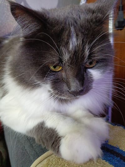 A close-up portrait captures a domestic cat, displaying a striking grey and white bi-color coat. The cat is situated in Kuleshovka, Russia. Its fur is a deep, dark grey on its head and upper body, with bright white fur covering its chin, chest, and paws. A clear white stripe, or blaze, runs down its forehead. The cat's eyes are a vivid yellowish-green or amber, directed downwards and slightly to the right, suggesting a pensive or observant mood. Long, prominent white whiskers extend from its muzzle.

The animal is positioned in a relaxed manner, with its front paws resting in the foreground. Its fur appears medium in length and soft. The background is softly blurred, indicating an indoor setting. In the immediate foreground, beneath the cat's paws, there is a textured fabric surface, possibly a towel or blanket, featuring shades of beige and blue with some darker stripes. Further in the background, out-of-focus dark shapes and what appear to be electrical cords or plugs are discernible on the right side. The lighting is gentle, highlighting the details of the cat's fur and whiskers. The cat appears calm, with no specific activity taking place other than resting or observing. There is no visible text in the image.