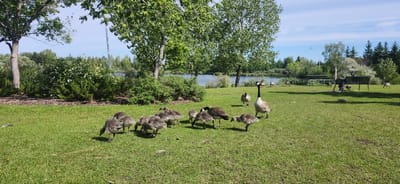 This media file shows a scene in a park in Edmonton, Canada. The primary subjects are a group of Canada geese, including several adult geese and numerous goslings. They are scattered across a grassy area with a body of water visible in the background. Trees and bushes line the edge of the water, and a picnic table and bench are also present in the park. The time of day appears to be daytime, with bright sunlight casting shadows, suggesting fair weather. The overall atmosphere is peaceful and natural, with the geese foraging on the grass. No visible text is present in the image. The presence of Canada geese and the park setting are consistent with typical urban park environments in Edmonton.