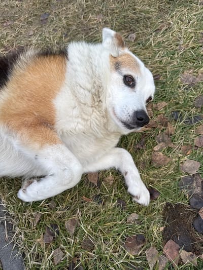 The image features a tri-colored dog lying on its back in an outdoor setting in Plyuty, Ukraine. The dog's fur is predominantly white on its face and chest, with distinct patches of tan and orange-brown across its belly and sides, and darker fur, possibly black, towards its hindquarters. It possesses bright brown eyes, a black nose, and small, partially upright ears with tan highlights.

The dog is captured in a relaxed or playful pose, with its head tilted upwards and its front paws gently raised. Its gaze is directed towards something beyond the frame. The animal is resting on a surface covered with a mix of green grass and scattered dry, brown leaves, which suggests either autumn or early spring. A small area of exposed soil and a faint edge of what appears to be a concrete or paved border are visible in the background. The scene is illuminated by natural daylight, indicating clear weather. No text is visible in the image.