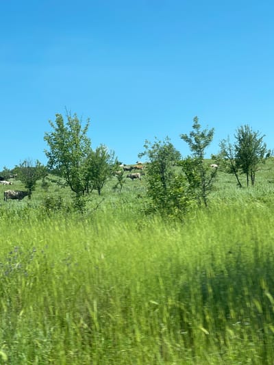 This media file captures a sunlit, verdant rural landscape in Madrets, Bulgaria, likely taken from a moving vehicle. The upper third of the image is dominated by a clear, bright blue sky, indicating fair weather and a daytime scene, possibly mid-morning or afternoon.
The main subject is a sprawling green pasture, abundant with lush grass and dotted with scattered trees, their foliage a vibrant green. A herd of cattle is visible throughout the midground, peacefully grazing on the abundant vegetation. The cattle display varying coats, including lighter and darker browns, and some grey tones, distributed across the undulating terrain.
Notable details include the significant motion blur in the foreground grass, particularly on the right side of the image, suggesting the photograph was captured while in motion. Small clusters of tiny purple flowers are subtly interspersed within the green grass, adding minor splashes of color. There are no people visible, and no discernible text. The scene conveys a sense of pastoral tranquility and natural beauty.