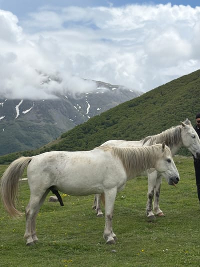 In Gergeti, Georgia, two white horses are in a grassy field with a mountain landscape in the background. One horse is in the foreground, facing left, with its tail to the left. The second horse is behind the first, facing right. A person in dark clothing stands to the right of the second horse. The mountains are covered with green trees and some patches of snow. The sky is cloudy.