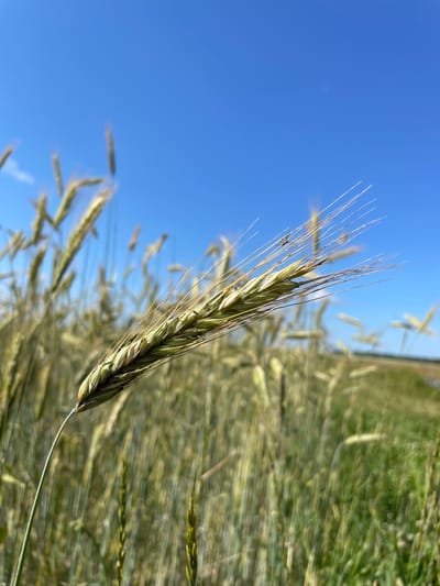 An extreme close-up, low-angle outdoor shot focuses on a single stalk of green wheat or barley against a clear, vibrant blue sky and a field of more wheat or barley that is out of focus. The main subject, the stalk of grain, is positioned diagonally from the bottom left to the upper right of the frame. It is predominantly green with some hints of pale yellow and brown, indicating a stage of maturity. Fine, thread-like awns extend from the grain head, some of them catching the light and appearing almost white. On the grain head itself, two small dark insects, possibly aphids or thrips, are visible. The background consists of a soft blur of more grain stalks, creating a sense of depth and the vastness of the field. The overall impression is one of a sunny day in a rural setting, likely during the late spring or summer harvest season. The specific location is the city of Сям-Можга, Russia.