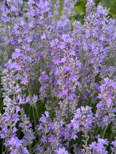 The image is a close-up, vertically oriented photograph of a field of lavender flowers. The lavender stalks are densely packed, with the delicate purple blooms filling the frame. The flowers are in various stages of bloom, with some appearing more open and vibrant than others. The background is softly blurred, suggesting a natural outdoor setting with green foliage. The lighting appears to be natural, casting a gentle illumination on the flowers. There are no people or animals visible in the image. The scene is serene and focused entirely on the texture and color of the lavender. The location is specified as Ароматненское сельское поселение, Ukraine.