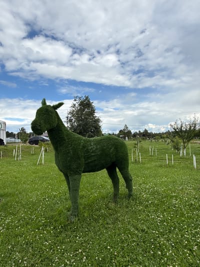 The image depicts an outdoor scene in Kamenka, Russia. The primary subject is a topiary sculpture of a llama, meticulously crafted from green foliage, positioned in a lush, grassy field dotted with small white flowers. The sculpture is detailed, with a discernible head, neck, body, and legs. Its shadow is cast to the left across the grass.
The background reveals a rural or park-like setting. A line of young trees, some with white stakes marking their bases, stretches across the middle ground. Beyond the trees, a few structures and a vehicle are visible, suggesting a proximity to human habitation or a recreational area. The sky above is a dynamic mix of blue patches and fluffy white clouds, indicative of a bright day with some cloud cover. The lighting suggests it is daytime, likely late morning or afternoon given the quality of light and shadows.
No people are actively present in the image, and the focus is on the inanimate topiary and the natural landscape. The scene evokes a sense of tranquility and perhaps whimsical artistry, given the unique nature of the llama sculpture. There is no visible text in the image.