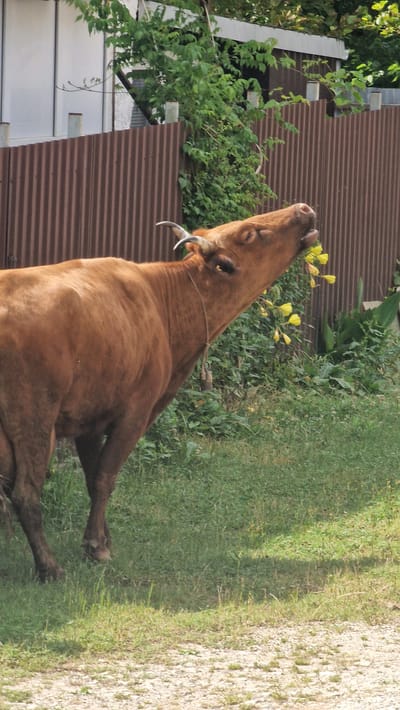 A brown cow with small horns is standing in a grassy area and eating yellow flowers. The cow is facing towards the right side of the frame, with its head tilted back as it chews. A thin rope with a bell is hanging around its neck. Behind the cow, there is a brown corrugated metal fence, and further back, a white building with some greenery. The ground in the foreground is a mix of dirt and grass. The scene appears to be outdoors, possibly in a rural or suburban setting in Verkhovskoye, Russia, given the style of the fence and building.