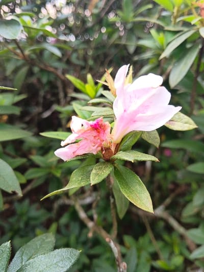 This image displays two flowers growing on a plant with green foliage, situated in the city of Bangalum Bridge, Papua New Guinea. The flower on the right is largely intact, presenting light pink petals with subtle darker pink striations and a trumpet-like form. The adjacent flower on the left appears withered and damaged, with its petals crumpled and discolored to a darker, more intense pink, particularly at its base. The plant features multiple ovate green leaves, some exhibiting minor yellowing or dust-like specks. The background consists of dense, blurred green foliage, indicative of an outdoor, vegetated environment. No individuals or specific actions are visible within the frame.