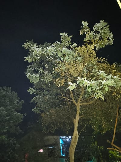 The image depicts a nighttime outdoor scene in Tarqumiyah, Palestinian Territory. A prominent tree, possibly deciduous, stands in the foreground and center, displaying light green or variegated foliage on its branches and a visible trunk. The sky above is dark. To the left of the central tree, another mass of dark foliage is visible. In the mid-ground, behind the main tree, a structure is partially visible. This structure features an opening, possibly a window or doorway, from which a bright turquoise-blue light emanates, illuminating indistinct elements within. To the left of this blue light, a smaller, diffuse red glow is present. No individuals or animals are present, and no specific actions or interactions are depicted.
