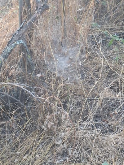The image depicts a close-up, eye-level view of a spiderweb interwoven with dry grass and twigs. The setting appears to be outdoors, likely in a natural environment with a prevalence of dead vegetation. No people or human structures are visible. The lighting suggests it is daytime, with diffused light creating soft shadows. The overall color palette is dominated by earthy tones of brown, beige, and muted green. The location is specified as Topaly, Ukraine.