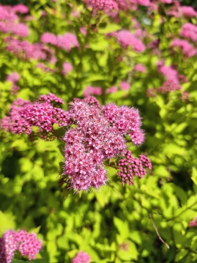 This image is a close-up, vertical shot of pink flowers on a bush. The flowers are small and clustered together, with many individual blooms forming larger flower heads. They have a delicate, feathery appearance due to visible stamens. The background is filled with vibrant green foliage, also slightly blurred, which creates a strong contrast with the pink flowers. The lighting suggests it is daytime, possibly sunny, as evidenced by the bright highlights on the flowers and leaves and the dappled shadows on the foliage. The overall impression is one of lush growth and natural beauty, likely taken outdoors in a garden or park setting. There is no visible text in the image. The location context of Malaya Shil'na, Russia, implies this scene is likely part of the local flora in that region.