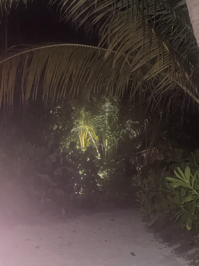 A dimly lit scene of lush vegetation with a sandy path leading into the foliage. Palm fronds hang overhead, casting shadows. In the background, a cluster of palm trees is illuminated by a yellowish light, suggesting artificial lighting. The ground is covered in light-colored sand with a few scattered dark specks. The overall atmosphere is nocturnal and tropical, possibly a resort area.