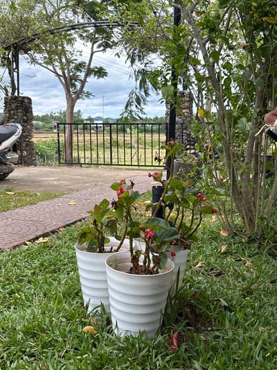 The image depicts an outdoor scene in Bố Trạch Commune, Vietnam. In the foreground, two white potted plants with red flowers are situated on a lush green lawn. To the left, a red brick path leads towards a paved area where a portion of a motorcycle is visible next to a stone pillar. Beyond this, a black metal fence encloses a field with some structures and trees in the distance, under a cloudy sky. The background shows trees and foliage, indicating a rural or semi-rural setting. The overall scene suggests a residential or garden area.