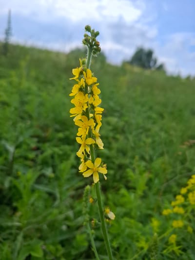 A close-up, eye-level shot focuses on a vertical stalk of yellow flowers. The stalk is covered in small, bright yellow blossoms, some open and some still in bud at the top. The flowers are arranged densely along the upper portion of the stalk. The background is blurred, showing a lush green hillside under a cloudy sky with patches of blue. The image was taken in the city of Таптыково, Russia.