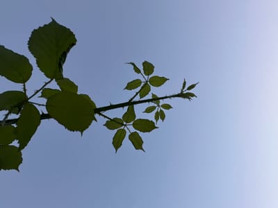 A close-up, low-angle shot captures a thorny branch of a plant silhouetted against a pale blue sky. Several dark green leaves, some with serrated edges, sprout from the branch. The overall impression is one of nature viewed against a vast, open expanse. The image was taken in Lynnwood, United States.