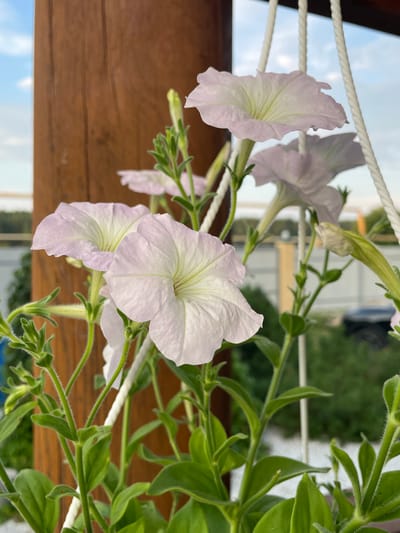 The image shows a close-up view of several pale pink petunia flowers blooming in a hanging planter. The flowers have delicate, ruffled petals and prominent veins. They are surrounded by green, leafy stems, some of which are fuzzy. In the background, a weathered wooden post is visible on the left, and a blurred outdoor scene with greenery, white gravel, and a distant fence can be seen. The sky above is partially cloudy. The scene appears to be located outdoors, possibly on a balcony or patio, given the hanging planter and outdoor setting. No people are present in the image, and no specific details about the city of Маминское, Russia are discernible from the visual information provided.