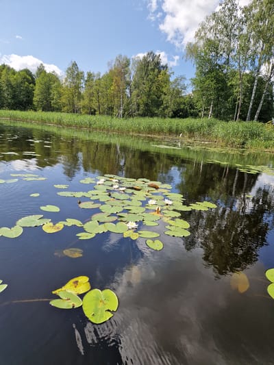 A body of dark water is filled with lily pads and several white water lilies. The water is calm and reflects the trees and blue sky with white clouds. The shoreline is lined with tall green reeds and a dense forest of deciduous trees, including birch trees with white bark. The scene appears to be a natural setting, possibly a pond or slow-moving river, on a sunny day. The provided location of Viesīte, Latvia, is consistent with such a landscape.