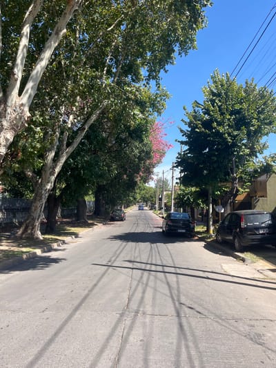 The image displays an asphalt residential street in a city within Partido de Quilmes, Argentina, under a clear blue sky on a sunny day. The perspective faces down the street, which recedes into the distance.
On the left side, a row of large trees with light-colored, mottled bark and green foliage lines the sidewalk. Further down this side, a tree with prominent pink blossoms is visible, and numerous pink petals are scattered on the sidewalk and onto the road surface. A dark-colored sedan is parked parallel to the curb in the mid-ground on the left.
On the right side of the street, green-leafed trees are interspersed with residential buildings, one of which exhibits a light yellow/beige facade. Two dark-colored vehicles are parked along the right curb in the foreground: a dark hatchback, followed by a dark sedan with an Argentine license plate partially visible as "AP 483 LE". Utility poles with multiple overhead power lines run along this side of the street, casting distinct linear shadows across the roadway.
The asphalt road surface shows visible cracks and seams. In the mid-ground, curved tire marks are imprinted on the pavement. Pink petals are also dispersed across the road surface, particularly in the mid-ground. No individuals are present in the scene. Multiple vehicles are visible in the far distance, appearing to move away from the viewer.