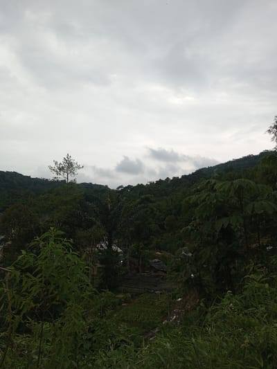 This image displays a panoramic landscape situated within Hasanparthy mandal, India, under an overcast sky. The upper half of the frame is filled with a uniform light grey, cloudy sky, indicating diffused lighting. The middle and background sections feature a continuous expanse of dark green, densely forested hills and mountains. A prominent, tall, slender tree, possibly a conifer, stands against the sky in the left-center portion. Below the tree line, in the mid-ground, several low-rise structures with dark roofs are partially visible, nestled among the abundant vegetation. Below these structures, an area of dark soil or covering suggests a cultivated patch. The lower foreground is characterized by dense green foliage, including various shrubs and broadleaf plants. A dark, still body of water, possibly a pond, is visible in the lower-mid foreground, bordered by vegetation. No individuals, animals, or explicit human activities are observable within the scene.