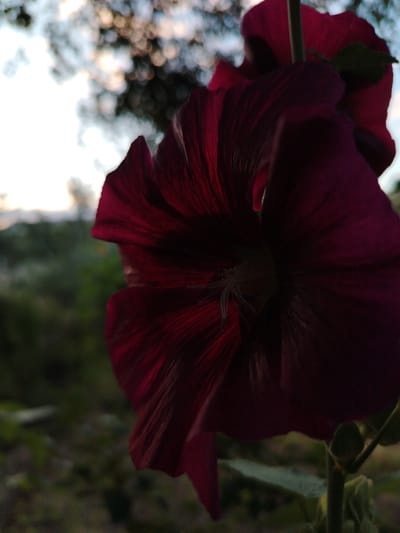 A close-up, low-angle shot captures a dark red, bell-shaped flower in the foreground, its petals unfurling outwards and exhibiting visible veins. The flower is dark red to burgundy, with lighter red highlights from the backlighting. The stamens are visible in the center of the flower. The background is blurred and out of focus, showing a mixture of green foliage and soft, bokeh-like lights, suggesting an outdoor setting during twilight or dawn. The environment appears natural and untamed, with elements of trees and possibly a distant landscape under a muted sky. The image is devoid of any human presence or artificial structures, suggesting a scene in a park, garden, or natural area. The precise location within Baikonur, Kazakhstan, cannot be determined from the visual information provided.