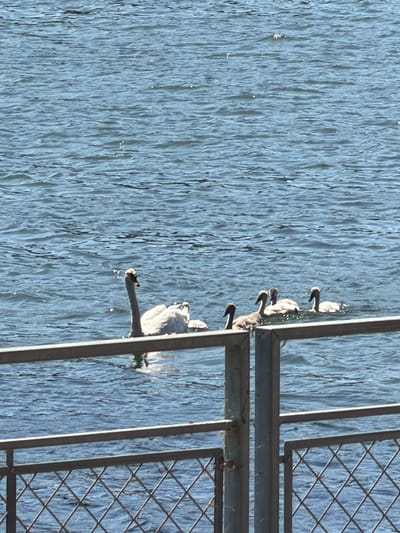 In this media file, a group of swans are swimming in a body of water, likely a lake or river. The water's surface is textured with ripples, suggesting a light breeze. The swans, appearing to be adults and cygnets, are positioned from the foreground to the mid-ground. One swan in the foreground, closest to the viewer, has its head lowered towards the water. Behind it, a line of three to four smaller swans follow, with their heads also down. The scene is captured from a slightly elevated perspective, looking down at the water.

To the right of the frame, a metal fence or railing is visible. This fence has a diamond-patterned mesh section and vertical support beams, indicating a man-made structure bordering the water. The lighting suggests it is daytime, with sunlight reflecting off the water's surface, creating small glints of light. The overall color palette is dominated by the blues and grays of the water and the metallic tones of the fence, with the pale colors of the swans providing contrast. There is no visible text in the image. The context of Charnay-lès-Mâcon, France, provides a geographical location for this natural scene.