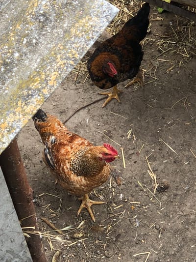 In Calfa, Moldova, two chickens are depicted in an outdoor environment. One chicken, with predominantly brown and black plumage, is positioned in the upper right quadrant of the image, facing downwards with its head slightly tilted. The second chicken, exhibiting a speckled brown and white pattern, is situated in the lower left quadrant, facing towards the left and slightly upwards, with its head turned towards the viewer. Both chickens are standing on dry, dark soil interspersed with straw and small debris. In the background, a portion of a rough, grey textured surface, possibly a weathered board or concrete slab, is visible on the left, and a dark brown, textured vertical object, possibly a wooden post, is located on the far left edge. The scene appears to be within a rural or farm setting.