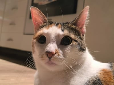 A close-up, low-angle shot captures a calico cat's face. The cat has large, dark eyes, a pink nose with a brown patch, and white fur with patches of orange and black. Its ears are pointed and pinkish inside, with fine white hairs. The background is out of focus, showing a light-colored wall with indistinct shapes and a darker horizontal element. The lighting suggests an indoor setting, possibly a kitchen or living area, illuminated by artificial light. There is no indication of the Municipal Unit of Acharnes, Greece, within the image.