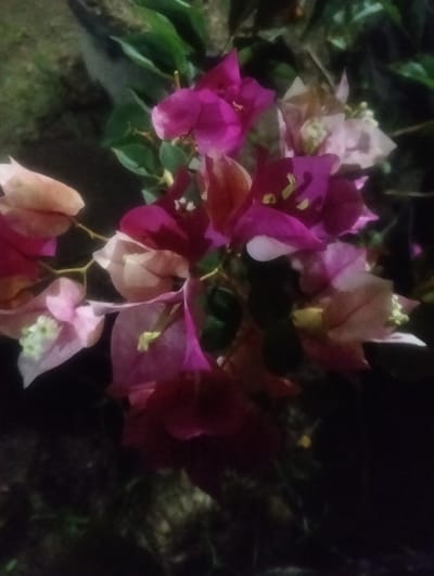 The image shows a cluster of bougainvillea flowers in various shades of pink, purple, and peach. The flowers are in bloom, with some of the bracts appearing papery and delicate. Green leaves are visible behind the flowers, some of which are out of focus. The background is dark, suggesting the photo was taken in low light conditions, possibly at dusk or at night. The scene is focused on the floral display, with no discernible signs of human activity or specific location markers. The image's composition and lighting do not provide enough information to determine its exact location within Cotseurani, Indonesia.
