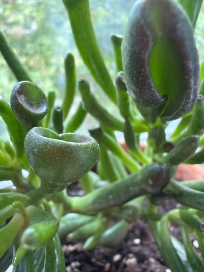 A close-up, low-angle, indoor shot shows a succulent plant with thick, green, tubular leaves. The leaves are tinged with red or brown at the edges. The plant appears healthy, with some leaves showing a slight sheen, possibly from water droplets. The background is blurred, suggesting a shallow depth of field, but hints at a window with greenery visible outside, possibly indicating an urban or suburban setting in Тимоново, Russia. The soil at the base of the plant is dark and visible. There are no people or animals in the image.