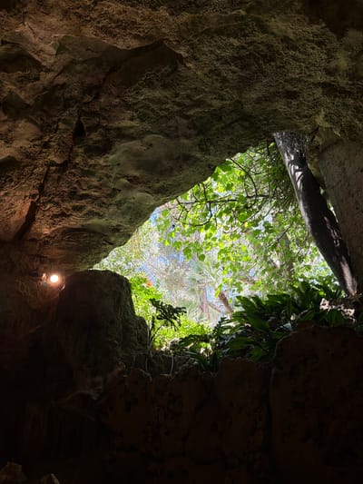 The image is taken from inside a cave-like structure in Manacor, Spain. Above, an opening reveals the sky and dense foliage, including trees and palm trees. The walls of the structure are rough and rocky. A single, bare lightbulb illuminates a section of the wall. There are no people visible in the image.
