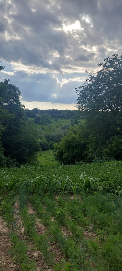 This is a vertically oriented, outdoor photograph taken in Cherepynka, Ukraine. The scene depicts a rural landscape dominated by lush greenery. On the right side of the frame, a cultivated field is visible, with rows of green plants, possibly corn and dill, growing in soil. The plants are healthy and vibrant, suggesting a growing season.

To the left of the field, a dense forest or tree line forms a dark green wall, rising up the slope. Beyond the trees, the terrain continues to be covered in vegetation, with a more distant, lighter green expanse suggesting fields or more open woodland.

The upper portion of the image is occupied by a dramatic sky. Heavy, textured clouds are illuminated by the sun, which is partially obscured but casts bright rays through the gaps. The lighting suggests it is either early morning or late afternoon. The sky is a mix of grey, white, and hints of blue where the clouds are thinner.

The overall impression is one of a fertile and natural landscape under a dynamic sky. There are no people or man-made structures prominently visible, emphasizing the natural elements of the scene. The weather appears to be partly cloudy, with the sun intermittently breaking through. The image captures a moment of natural beauty in a rural setting.