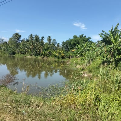 This image captures a serene, sunlit landscape in Kutameuligoe, Indonesia, featuring a calm body of water reflecting the surrounding lush greenery. The scene is dominated by a wide, still pond or small river that occupies the lower-middle and left portions of the frame. Its surface, a muted green-brown, perfectly mirrors the dense tropical vegetation lining the far bank and the bright blue sky above.

The far bank is a vibrant tapestry of trees, primarily consisting of tall palm trees, likely coconut palms, interspersed with banana plants and other broadleaf trees. These trees create a solid wall of green, with their reflections stretching across the water. On the near side, the bank slopes gently down to the water, covered in abundant, untamed grass and various green leafy plants, some reaching considerable height. Hints of submerged aquatic vegetation are also visible in the shallow water near the bank.

The sky above is a clear, brilliant blue with only a few wispy white clouds scattered across it. The bright light suggests it is daytime, likely morning or early afternoon, under sunny weather conditions. A very faint power line can be seen crossing the upper left corner of the sky. Near the water's edge on the near bank, amidst the grass, a small, discarded plastic bottle is subtly visible, indicating a slight human impact on this otherwise natural setting. Further along the far bank, a small, dark wooden structure or debris is reflected in the water, adding a minor detail of human presence. The overall impression is one of peaceful, tropical natural beauty.