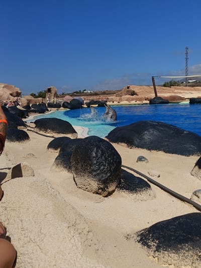 The image depicts a dolphin show at Rancho Texas Lanzarote Park in Tías, Spain. A dolphin is mid-jump out of a pool of blue water. The pool is surrounded by artificial black rocks and light-colored sand. In the background are artificial tan rocks and a white net or screen stretched between metal poles. A transmission tower is visible in the distance. Several people are near the pool.