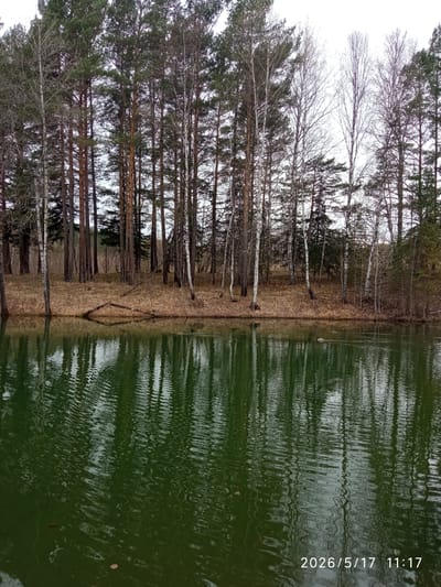 A photograph depicts a tranquil scene of a lake surrounded by a forest, taken in Sorokino, Russia. The lake's surface is textured with small ripples, reflecting the surrounding trees and sky. The forest consists of a mix of deciduous trees, some with bare branches, and evergreen trees. The shoreline is covered in leaf litter and low-lying vegetation. The date and time "2026/5/17 11:17" are digitally overlaid on the bottom right corner of the image. A small duck is seen swimming in the lake.