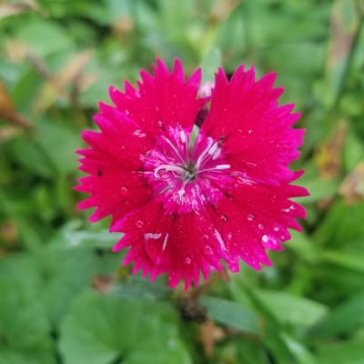 This media file features a close-up, top-down view of a vibrant pink Dianthus flower. The flower has delicate, serrated petals and a detailed center with white stamens. Several water droplets are visible on the petals, suggesting recent rain or dew. The background is softly blurred, showcasing green foliage, indicating an outdoor setting, likely a garden or natural environment. The lighting appears soft and diffused, typical of an overcast day or early morning. The location is noted as Virginia Beach, USA. No people, text, or specific events are depicted.