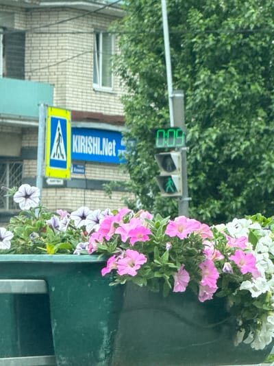The image captures a street scene in Kirishi, Russia, featuring a crosswalk sign and a pedestrian traffic light. In the foreground, a planter overflows with vibrant pink and white petunias. Behind the flowers, a yellow and blue crosswalk sign with a pedestrian symbol is visible. Adjacent to it, a blue sign displays "KIRISHI.Net". Further in the background, a traffic light shows a green walking man symbol, indicating it is safe for pedestrians to cross. The traffic light also displays a digital countdown timer showing "009". Behind the traffic light and signs, a light-colored brick building with windows can be seen, partially obscured by lush green trees.