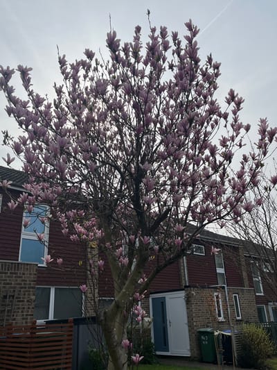 The image displays a mature Magnolia tree in full bloom, featuring numerous pink-purple, cup-shaped flowers on its bare branches, occupying the central and foreground portions of the frame. Behind the tree, a row of residential buildings is visible. These structures exhibit reddish-brown horizontal siding on their upper levels and light brown brickwork on their lower sections. Multiple white-framed windows are present across the building facades. One entrance, consisting of a light blue door and a white door, is visible on the ground level of a central building. In the lower left foreground, a reddish-brown slatted wooden fence stands beside a dark grey rectangular utility box or storage unit. To the lower right, two wheelie bins, one green with "No 7 H/H" inscribed and one dark grey, are positioned on a grassy area. The sky above is overcast and light grey, with a single white contrail visible in the upper right quadrant. No individuals are present, and no dynamic actions or interactions are depicted within the scene. The scene is located in Elmbridge, United Kingdom.