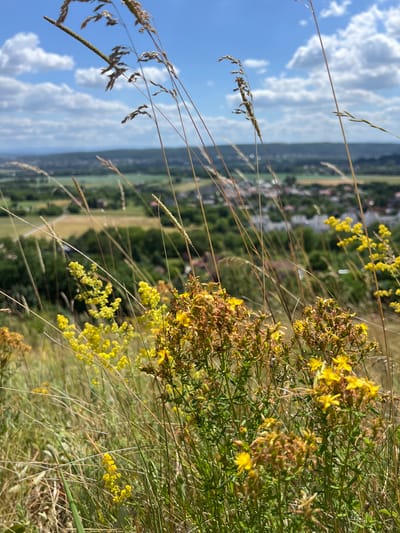 The image depicts a close-up view of wild yellow flowers and tall dry grass in the foreground, set against a blurred background of a rural landscape. In the distance, a town with buildings is visible, nestled among rolling green hills under a bright blue sky with scattered white clouds. The scene suggests a natural setting on the outskirts of a populated area. The exact location is identified as Karniowice, Poland.