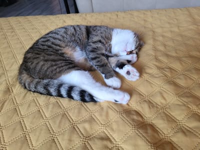 A tabby and white cat is curled up asleep on a yellow, diamond-stitched quilted bedspread. The cat's face is partially obscured by its paws, and its eyes are closed. Its tail, which is striped, is curled around its body. The background shows a blurred image of furniture. The image was taken in Pervouralsk, Russia.