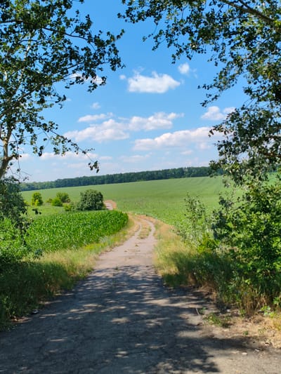 This is a vertical, eye-level, full-shot photograph taken outdoors on a sunny day, likely in the afternoon. The image depicts a rural landscape in Psilske, Ukraine. In the foreground, a dirt road curves from the bottom center of the frame and disappears into the middle ground, casting shadows from unseen trees. Lush green vegetation lines the sides of the road.

To the left of the road, a field of tall, green crops, possibly corn, stretches into the middle distance. Beyond this, another expansive green field, possibly a different crop or pasture, is visible, with subtle contours suggesting plowed rows. A dense line of dark green trees forms a distant horizon, beyond which the bright blue sky is dotted with fluffy white clouds. The branches of two large trees frame the top of the image, their leaves creating a dappled effect against the sky. The overall scene evokes a sense of peacefulness and natural beauty. There is no visible text in the image.